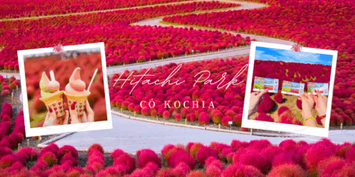 Tour Nhật Bản Mùa Thu 5N4Đ: Cung Đường Tokyo - Cỏ Kochia