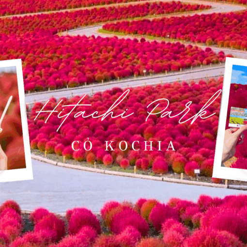 Tour Nhật Bản Mùa Thu 5N4Đ: Cung Đường Tokyo - Cỏ Kochia