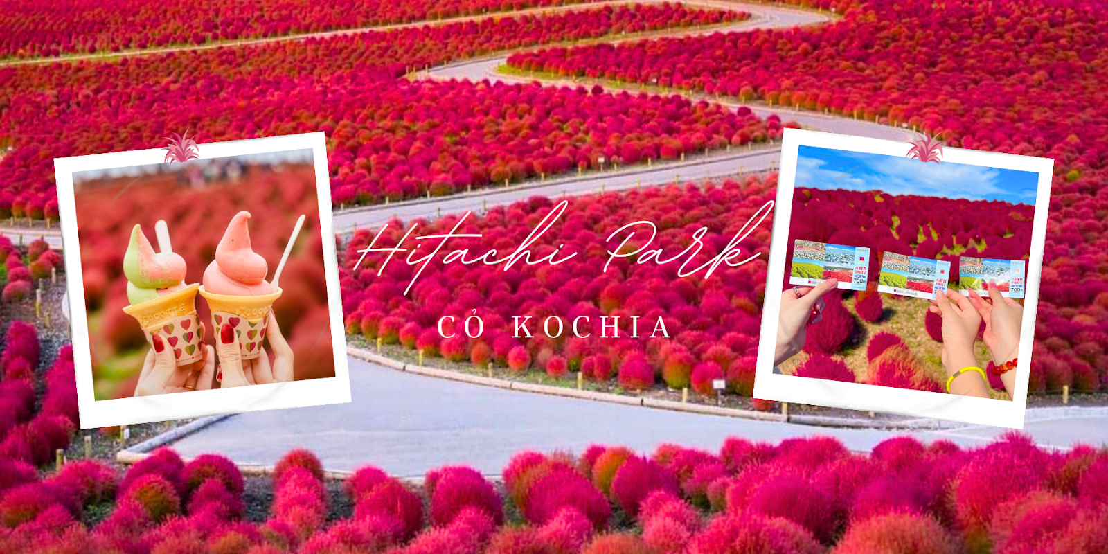 Tour Nhật Bản Mùa Thu 5N4Đ: Cung Đường Tokyo - Cỏ Kochia
